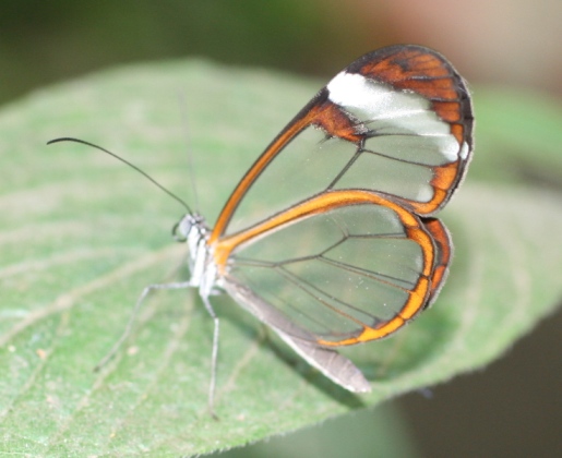 Glasswing Butterfly by Lyn Littlefield Hoopes Glasswing Butterfly by Lyn Littlefield Hoopes