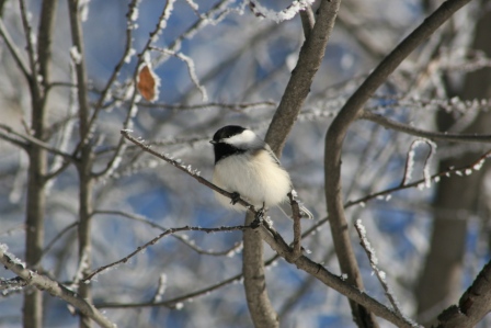 Chickadee by Lyn Littlefield Hoopes