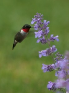 Hummingbird by Lyn Littlefield Hoopes