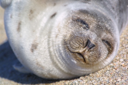 seal by Lyn Littlefield Hoopes